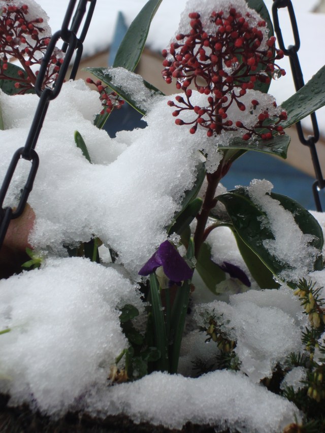 Snow Day Jan 18 2013 (1)