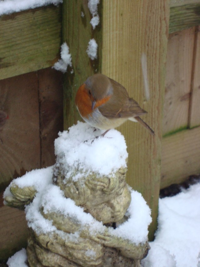 Winter Robin (4)