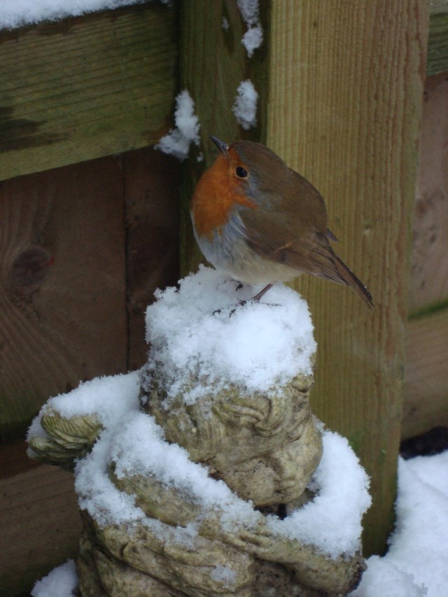 Winter Robin (5)
