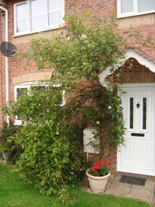 Summer Roses - After The Storm(c) copyright Sherri Matthews 2013