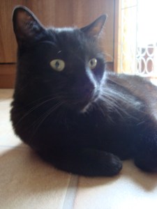 Happy, Healthy Eddie As He Is Now(c) copyright Sherri Matthews 2013