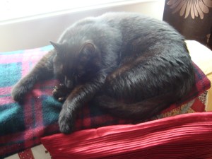 Eddie Knows How To Relax(c) copyright Sherri Matthews 2013