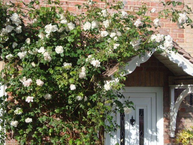 Summer Roses - Before The Storm(c) copyright Sherri Matthews 2013
