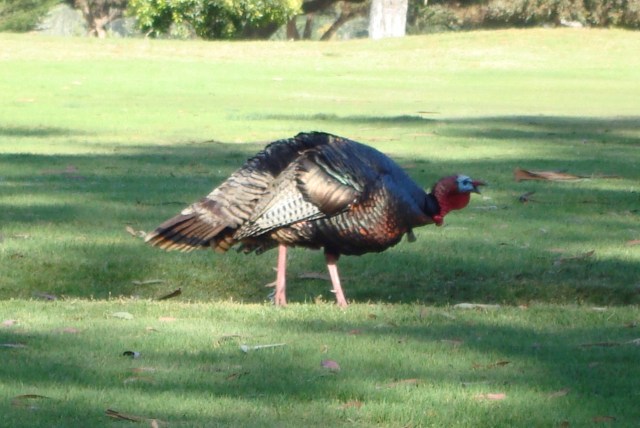Wild turkey in Morro Bay (c) copyright Sherri Matthews 2013
