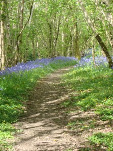 Bluebell Woods (c) copyright Sherri Matthews 2013
