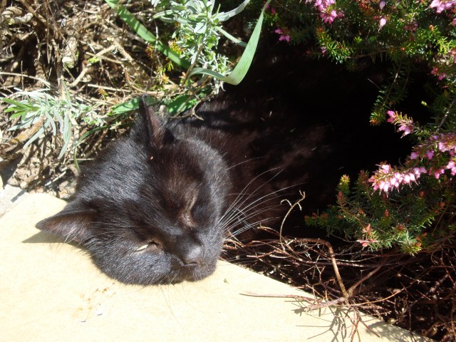 Eddie Sleeping on the Job (c) copyright Sherri Matthews 2013