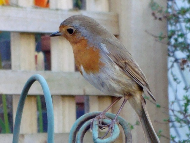 Sweet Robin Listening for Worms (c) copyright Sherri Matthews 2013