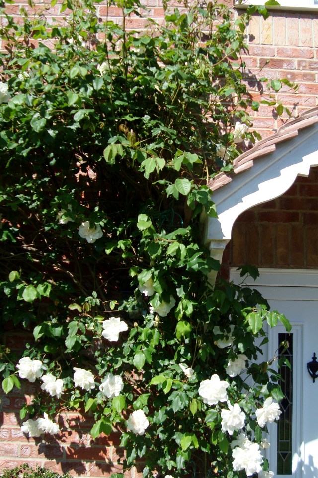 RamblingRose (c) copyright Sherri Matthews 2013 