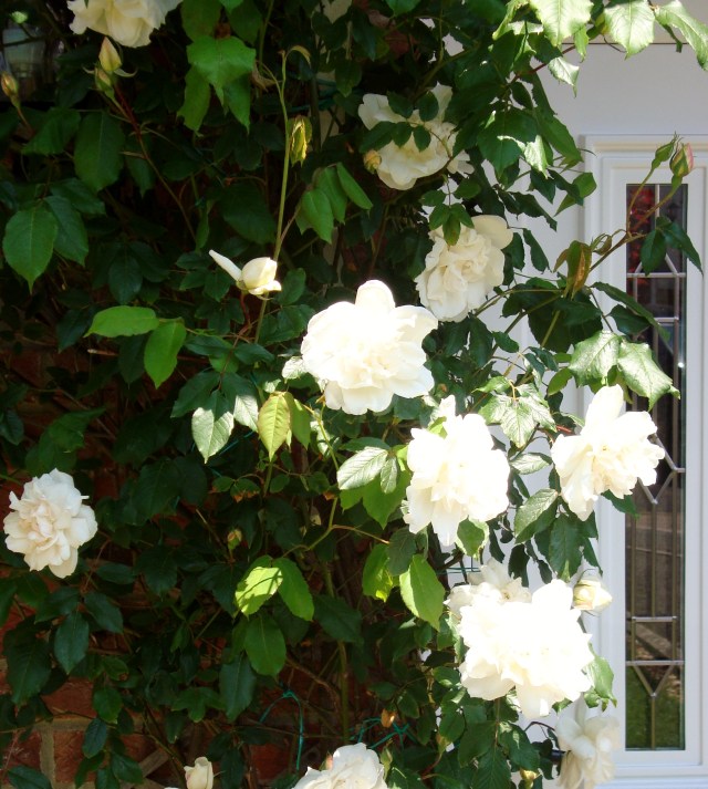 Rambling Rose (c) copyright Sherri Matthews 2013