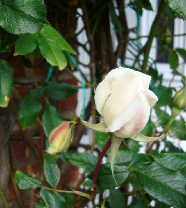 Sign of Life (c) copyright Sherri Matthews 2013