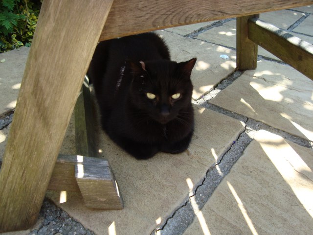 Eddie Takes Shelter in the Garden (c) copyright Sherri Matthews 2013
