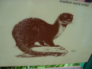 Sketch of an Otter taken at a Nature Reserve Norfolk Broads (c) Sherri Matthews 2013