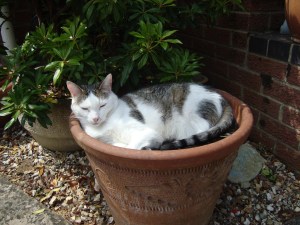 Maisy in a Pot (c) copyright Sherri Matthews 2013