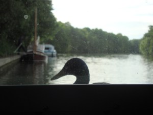 "Anyone?" (c) copyright Sherri Matthews 2013