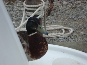 "Maybe if I just hide here they won't notice me" (c) copyright Sherri Matthews 2013