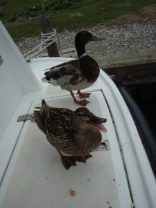 (c) copyright Sherri Matthews 2013