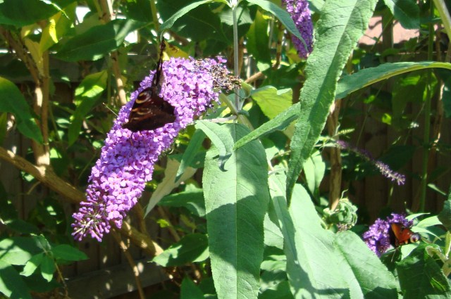 (c) copyright Sherri Matthews 2013