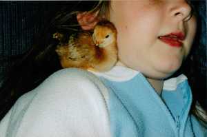 Young Chick! (c) copyright Sherri Matthews 2013