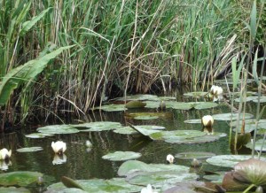 Lily Pads of the Norfolk Broads (c) copyright Sherri Matthews 2013