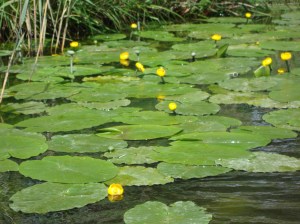 Lily Pads of the Norfolk Broads (c) copyright Sherri Matthews 2013
