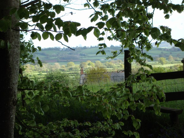 Bluebell Woods Dorset (c) copyright Sherri Matthews 2013