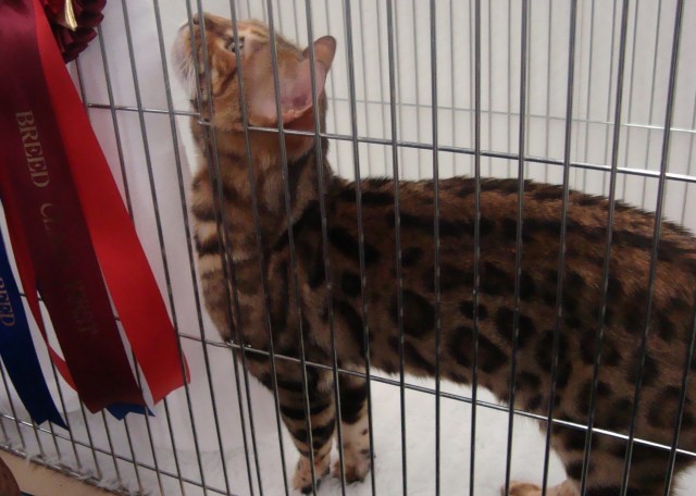 Bengal Kitty proudly admiring his award ribbons (c) copyright Sherri Matthews 2013