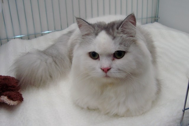 Cat Show Sept 2013 (17)