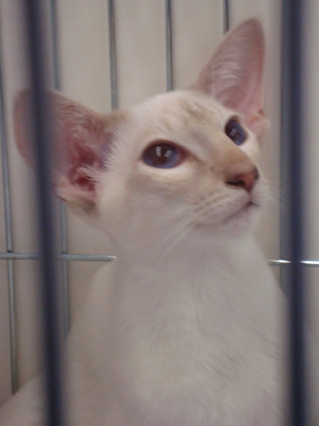 Apricot Tortie Siamese (c) copyright Sherri Matthews 2013