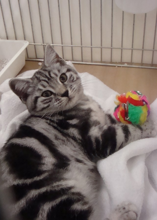 Cat Show Sept 2013 (9)