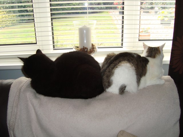 I'm not talking to you! (c) copyright Sherri Matthews 2013