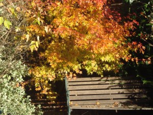 Acer Tree in Back Garden (c) Sherri Matthews 2013