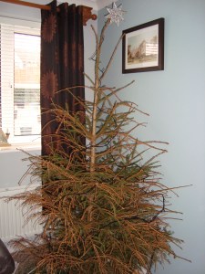 Poor Christmas Tree (c) Sherri Matthews 2013