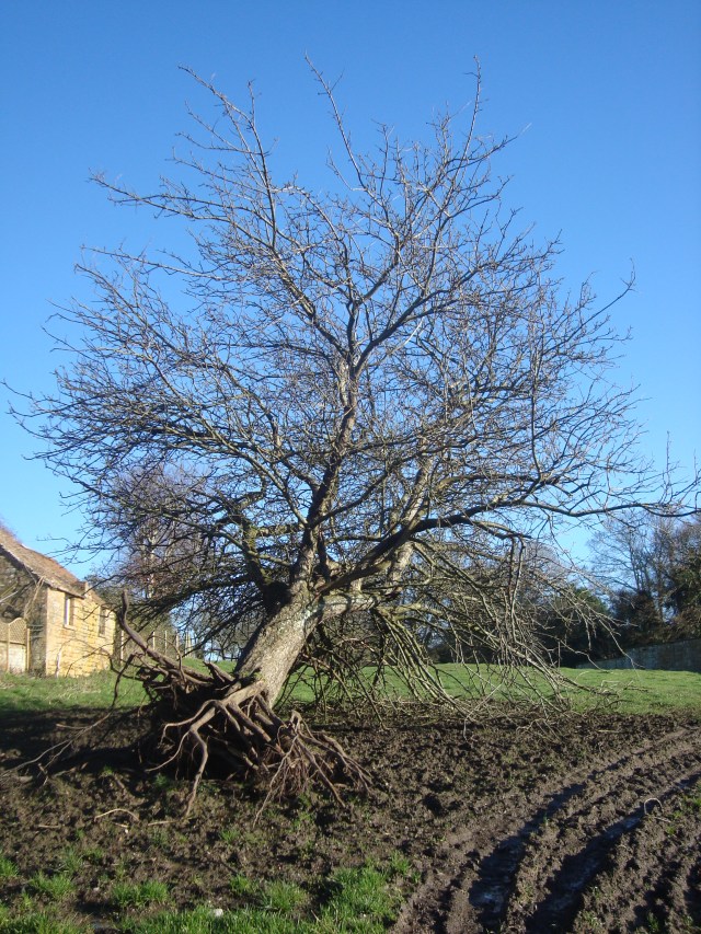 Victim of the Storm - Dead Tree, Somerset(c) Sherri Matthews 2014