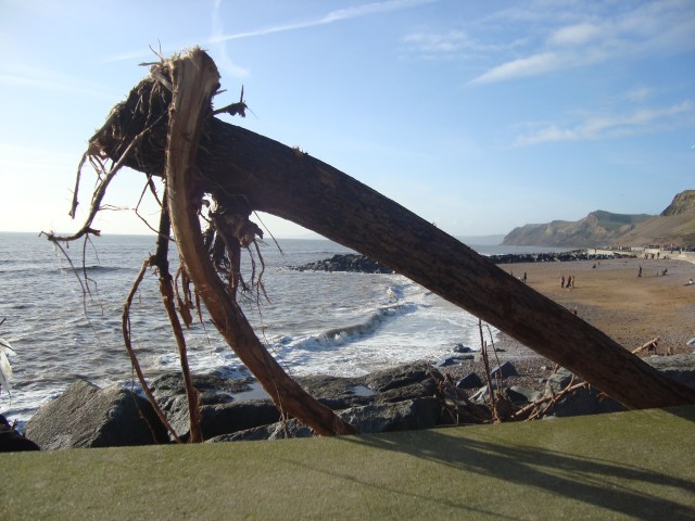 Driftwood at West Bay (c) Sherri Matthews 2014