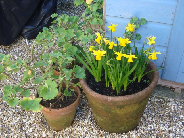 Spring Bulbs (c) Sherri Matthews 2014