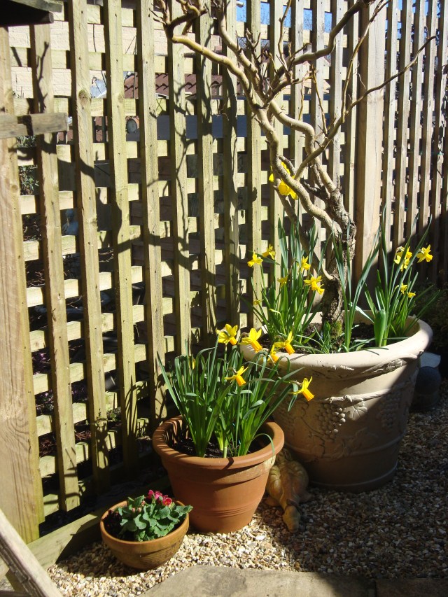 Spring Bulbs (c) Sherri Matthews 2014