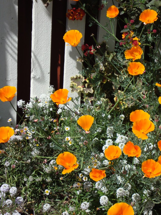 Californian Poppies in the Spring - Cambria, CA (c) Sherri Matthews 2014