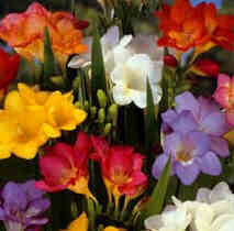 Beautiful Freesias