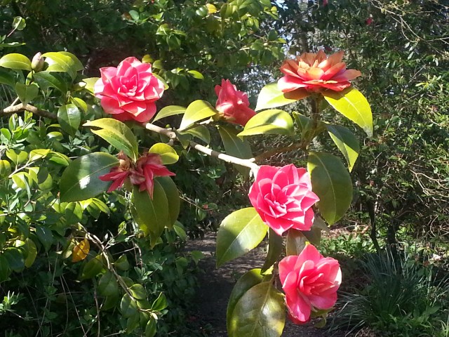 Mintern Magna Easter 2014 (18)