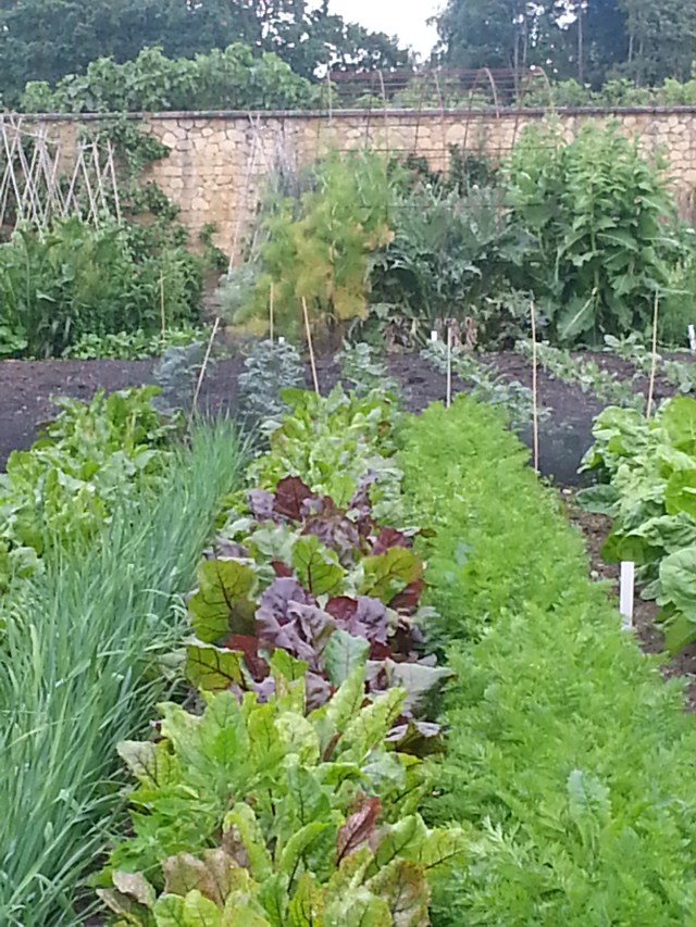 Kitchen Gardens, Barrington Court (c) Sherri Matthews 2014