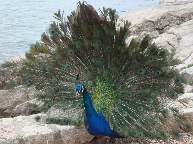 This cheeky peacock poses between me and the Adriatic Sea just beyond his magnificence. Lokrum Island, Croatia (c) Sherri Matthews 2014