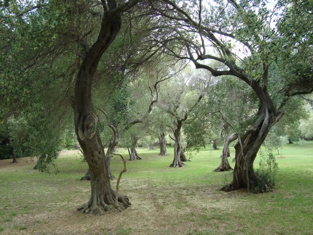 Olive Meadows, Lokrum Island, Croatia (c) Sherri Matthews 2014