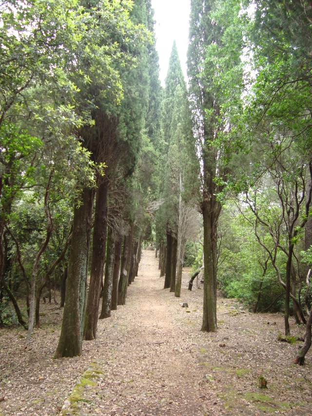 A cooling walk between the tall pine trees on Lokrum (c) Sherri Matthews 2014