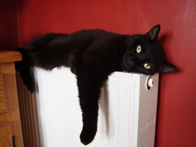 Eddie On Radiator (c) copyright Sherri Matthews 2013