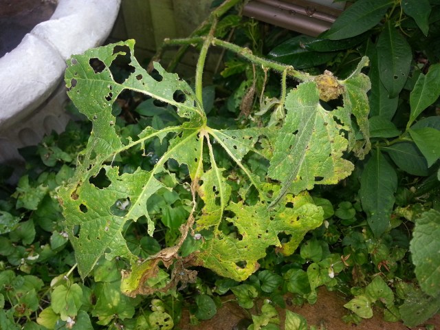 A disappointing year for my hollyhocks...