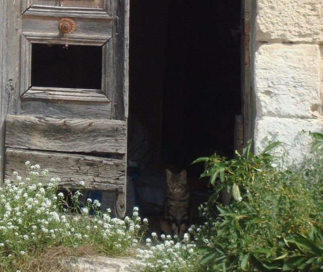 Village cat (of many!) (c) Sherri Matthews 2014