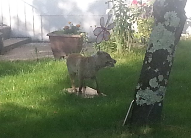 Stuffed dog/fox with a pinwheel stuck to its head...bizarre! (c) Sherri Matthews 2014