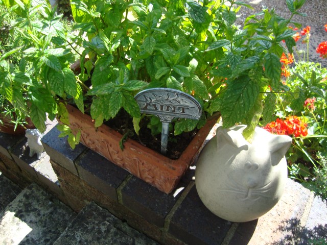 Garden Mint