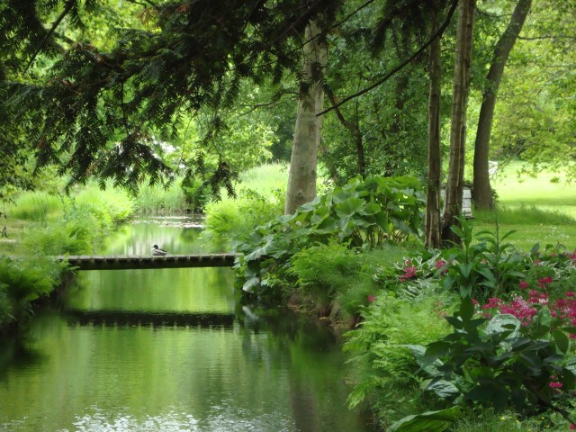Duck on Bridge.  Ranworth, Norfolk Broads June 2013 (c) Sherri Matthews
