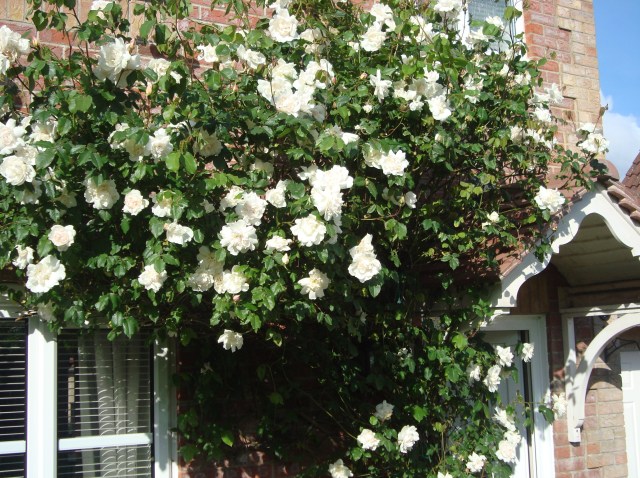 Rambling Rose at the front of the house earlier in the summer in full bloom (c) Sherri Matthews 2014